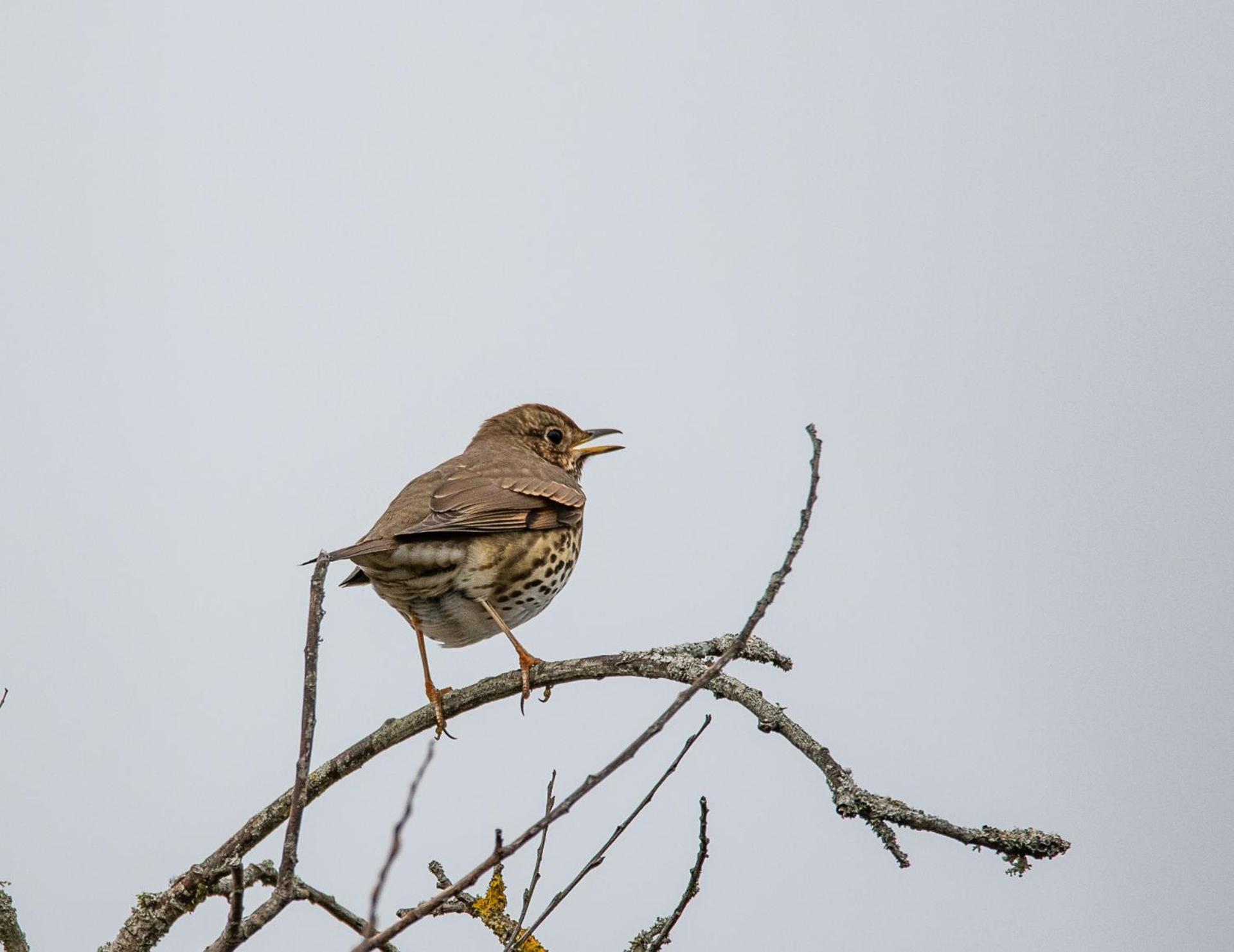 Paradis Clohars-Carnoët Buitenkant foto